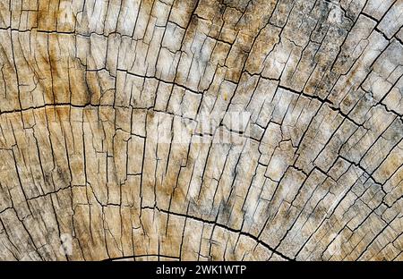 Une grande roue en bois massif sur un vieux chariot en bois montre un motif bacgkround de fissures. Banque D'Images