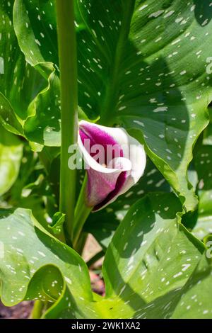 Fleur de calla Picasso fleurie sur fond de feuilles vertes. Croissance des lis calla dans le jardin. Banque D'Images