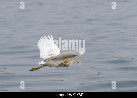 Un magnifique héron indien de l'étang volant contre l'eau claire au sanctuaire d'oiseaux de Bhigwan en Inde Banque D'Images