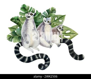 Famille de lémuriens avec de longues queues noires et blanches en feuilles de palmier tropicales illustration aquarelle. Singes malgaches drôles Banque D'Images