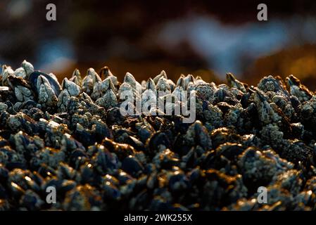 Texture des moules dans la lumière dorée de l'heure. Banque D'Images