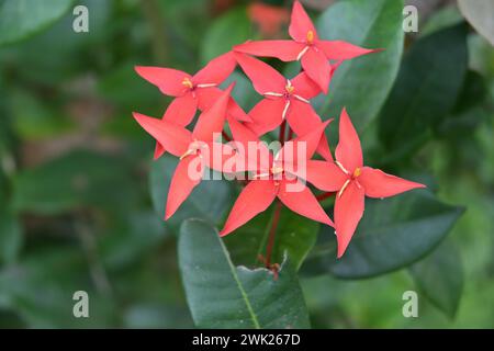 Vue à foyer doux d'un amas de fleurs de flamme de la jungle (Ixora coccinea) fleurissent dans une zone sauvage Banque D'Images