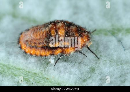 Icerya acheasi (nom commun : écaille de coussin cotonneux) est un insecte écaillé qui ravage plus de 80 familles de plantes. Banque D'Images