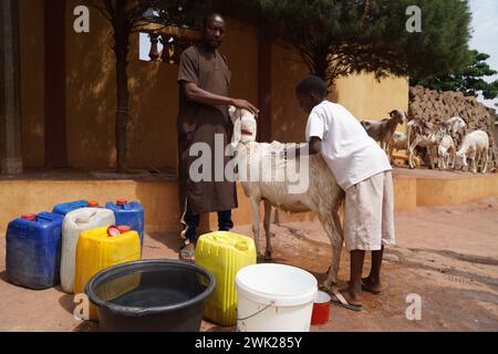 Éleveur africain de moutons lavant un de ses animaux avec l'aide de son fils en préparation à l'offrande religieuse Banque D'Images