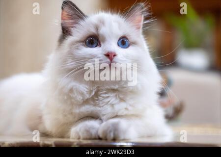 Mignon, petit chat Ragdoll. 4 mois Banque D'Images