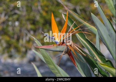 fleur tropicale strelitzia à chypre en hiver 1 Banque D'Images