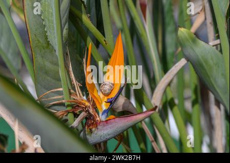 fleur tropicale strelitzia à chypre en hiver Banque D'Images