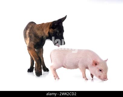 cochon miniature rose et chiot malinois devant fond blanc Banque D'Images