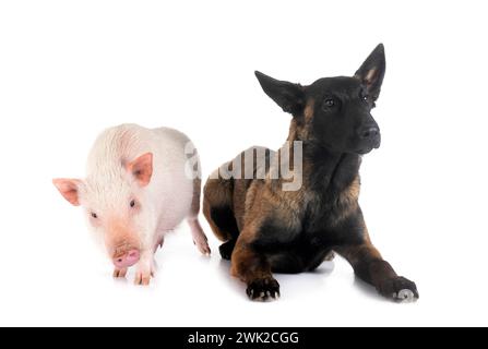 Jeune belge shepherd in front of white background Banque D'Images