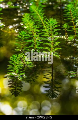 Beaucoup de plantes de Myriophylle dans un étang Banque D'Images