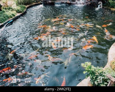 poisson koi dans l'étang de jardin Banque D'Images