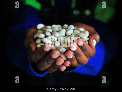 La jeune agricultrice Liza Legodi plante et transforme du café à Ga-Mashashane, un village rural du Limpopo, en Afrique du Sud Banque D'Images