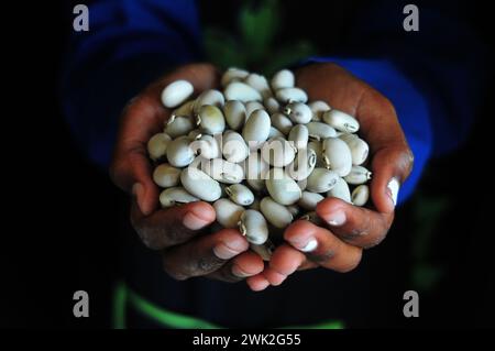 La jeune agricultrice Liza Legodi plante et transforme du café à Ga-Mashashane, un village rural du Limpopo, en Afrique du Sud Banque D'Images