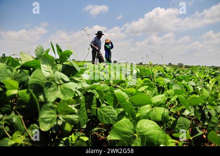 La jeune agricultrice Liza Legodi plante et transforme du café à Ga-Mashashane, un village rural du Limpopo, en Afrique du Sud Banque D'Images