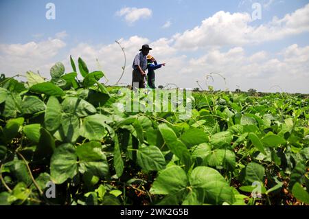 La jeune agricultrice Liza Legodi plante et transforme du café à Ga-Mashashane, un village rural du Limpopo, en Afrique du Sud Banque D'Images