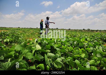 La jeune agricultrice Liza Legodi plante et transforme du café à Ga-Mashashane, un village rural du Limpopo, en Afrique du Sud Banque D'Images