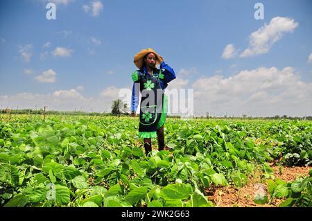 La jeune agricultrice Liza Legodi plante et transforme du café à Ga-Mashashane, un village rural du Limpopo, en Afrique du Sud Banque D'Images