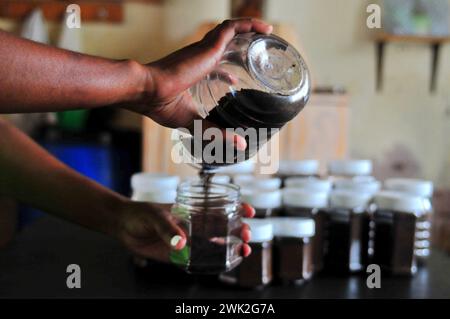 La jeune agricultrice Liza Legodi plante et transforme du café à Ga-Mashashane, un village rural du Limpopo, en Afrique du Sud Banque D'Images