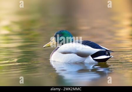 Canard colvert sur étang au coucher du soleil (Anas platyrhynchos) Banque D'Images