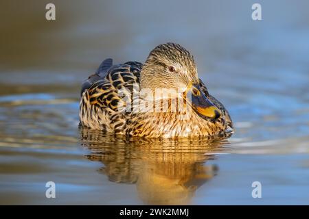 Poule colvert dans une belle lumière orange, oiseau sauvage flottant sur la surface de l'étang au lever du soleil (Anas platyrhynchos) Banque D'Images