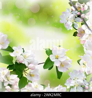 Branches d'un pommier en fleurs sur fond naturel flou avec bokeh. Fond de printemps floral. Journée ensoleillée chaude et lumineuse et nature éveillée. Vous Banque D'Images