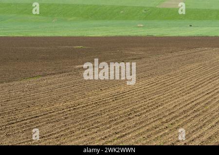 Herbes vertes et cultures marron prêtes pour l'agriculture de fond avec des lignes diagonales et la texture Banque D'Images