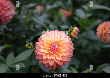 Saumon Rose et jaune Cactus dahlia Fleur en fleurs Banque D'Images