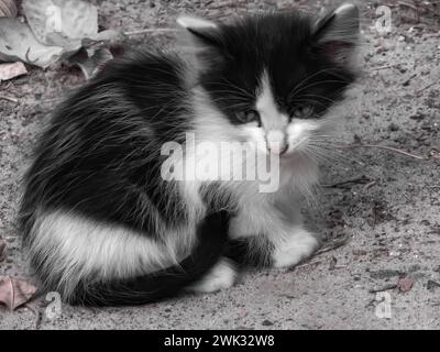 un chaton noir et blanc errant abandonné solitaire est assis dans la rue. Banque D'Images