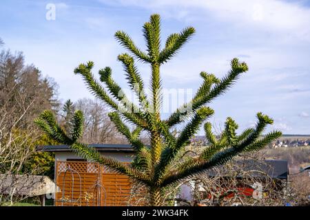 araucaria chilienne (Araucaria araucana) contre le ciel Banque D'Images