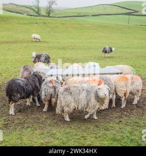 Moutons alignés à une mangeoire pleine de foin, lorsque l'herbe dans le champ est de moindre qualité et quantité en hiver. Banque D'Images