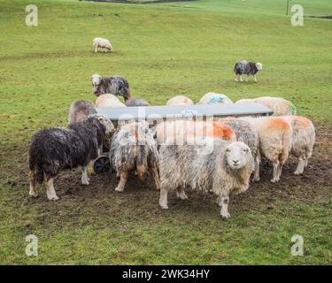 Moutons alignés à une mangeoire pleine de foin, lorsque l'herbe dans le champ est de moindre qualité et quantité en hiver. Banque D'Images