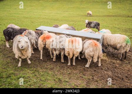 Moutons alignés à une mangeoire pleine de foin, lorsque l'herbe dans le champ est de moindre qualité et quantité en hiver. Banque D'Images