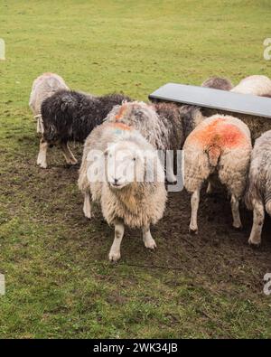 Moutons alignés à une mangeoire pleine de foin, lorsque l'herbe dans le champ est de moindre qualité et quantité en hiver. Banque D'Images