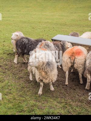 Moutons alignés à une mangeoire pleine de foin, lorsque l'herbe dans le champ est de moindre qualité et quantité en hiver. Banque D'Images