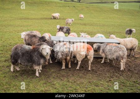 Moutons alignés à une mangeoire pleine de foin, lorsque l'herbe dans le champ est de moindre qualité et quantité en hiver. Banque D'Images