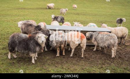 Moutons alignés à une mangeoire pleine de foin, lorsque l'herbe dans le champ est de moindre qualité et quantité en hiver. Banque D'Images