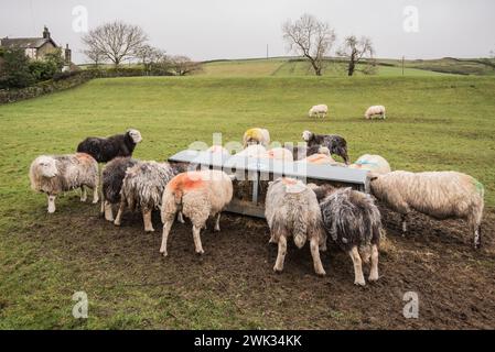 Moutons alignés à une mangeoire pleine de foin, lorsque l'herbe dans le champ est de moindre qualité et quantité en hiver. Banque D'Images