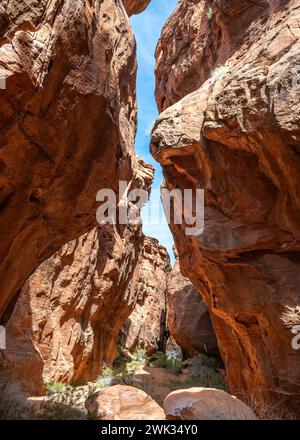 Gold Butte National Monument, près de Bunkerville, Nevada. Banque D'Images