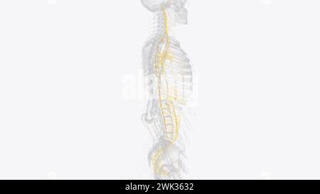 Le système nerveux autonome est un composant du système nerveux périphérique qui régule les processus physiologiques involontaires, y compris la fréquence cardiaque 3d. Banque D'Images