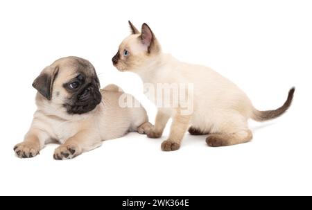 Chaton siamois et un chiot de chien ensemble, isolés sur un fond blanc Banque D'Images