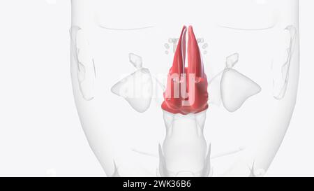 La muqueuse nasale tapisse la cavité nasale illustration 3d elle fait partie de la muqueuse respiratoire, la muqueuse tapissant les voies respiratoires 3d illu Banque D'Images