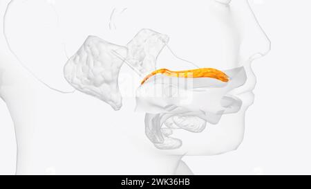 Les glandes palatines forment une couche continue sur la surface postérieure de la muqueuse du palais mou et autour de la luette 3D. Banque D'Images