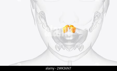 Les glandes palatines forment une couche continue sur la surface postérieure de la muqueuse du palais mou et autour de la luette 3D. Banque D'Images