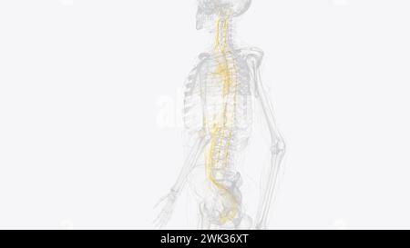 Le système nerveux autonome est un composant du système nerveux périphérique qui régule les processus physiologiques involontaires, y compris la fréquence cardiaque 3d. Banque D'Images