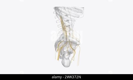 Nerfs du bassin et Iower membre 3d illustration Banque D'Images