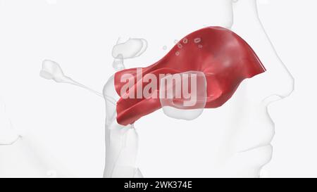 La muqueuse nasale tapisse la cavité nasale illustration 3d elle fait partie de la muqueuse respiratoire, la muqueuse tapissant les voies respiratoires 3d illu Banque D'Images