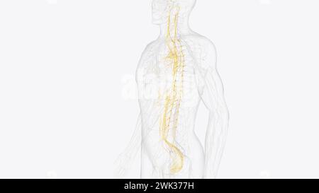 Le système nerveux autonome est un composant du système nerveux périphérique qui régule les processus physiologiques involontaires, y compris la fréquence cardiaque 3d. Banque D'Images