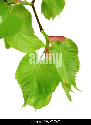 Très jeunes bourgeons fleurissant tilleul, isolement sur fond blanc sans ombres. La nature renaît. Jeunes verts. Ressort. Éveil.gros plan. Banque D'Images