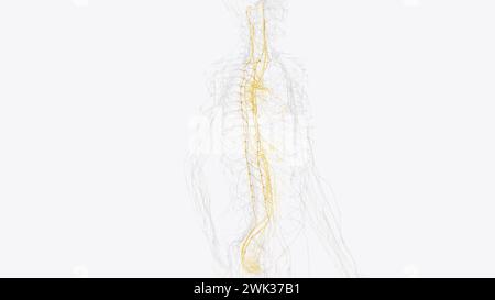 Le système nerveux autonome est un composant du système nerveux périphérique qui régule les processus physiologiques involontaires, y compris la fréquence cardiaque 3d. Banque D'Images