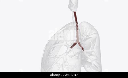 Le muscle trachéal est une feuille de muscle lisse dans la trachée 3d illustration Banque D'Images